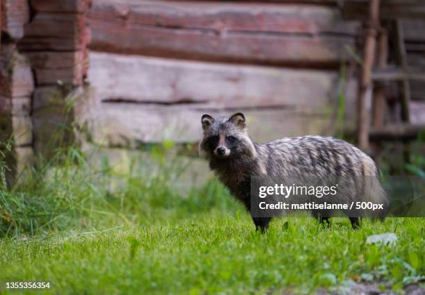 portrait of sheep standing on field,helsinki,finland - tanuki stock pictures, royalty-free photos & images