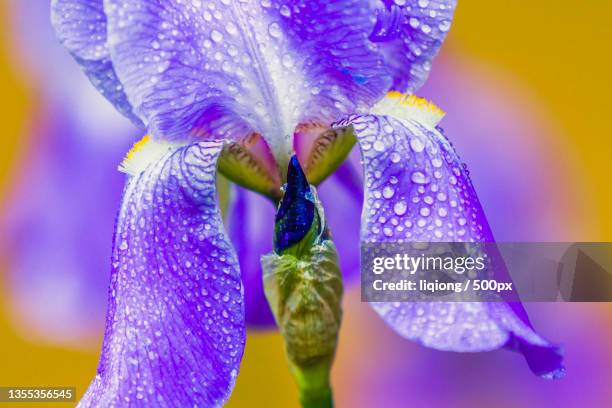 close-up of purple iris flower - the purple iris stock pictures, royalty-free photos & images