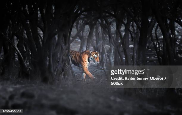 side view of tiger standing in forest,ranthambore national park,rajasthan,india - ranthambore fort stock-fotos und bilder
