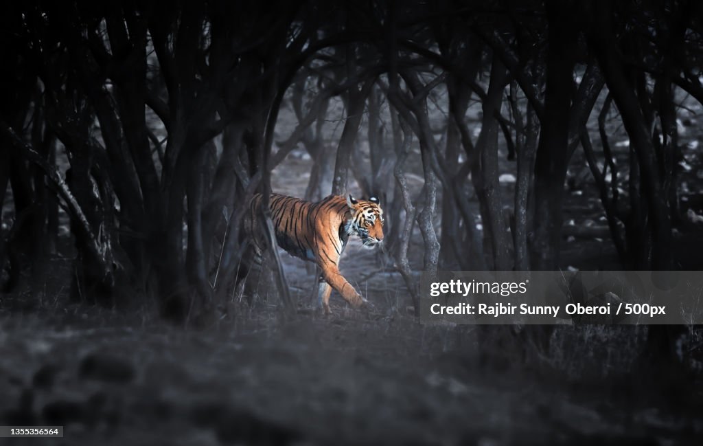 Side view of tiger standing in forest,Ranthambore National Park,Rajasthan,India