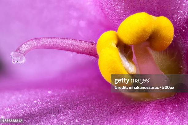 close-up of wet purple flower - stamen stock pictures, royalty-free photos & images