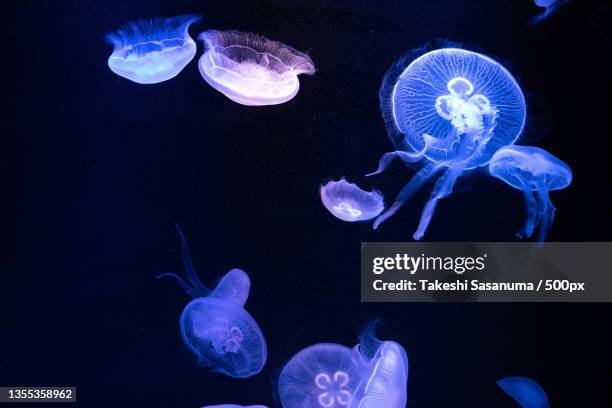 close-up of jellyfish swimming in aquarium - bioluminescence stock pictures, royalty-free photos & images