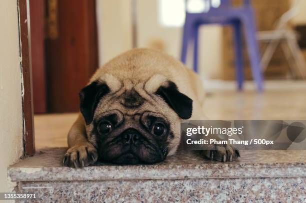 portrait of pug,hanoi,vietnam - mopshond stockfoto's en -beelden