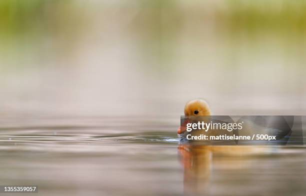 close-up of mallard duck swimming in lake - duckling stock-fotos und bilder