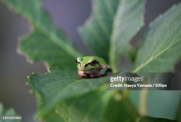 close-up of tree european tree frog on leaf - 座る 個照片及圖片檔
