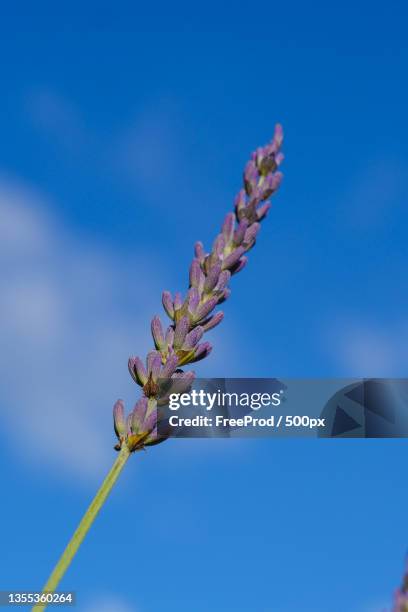 low angle view of flowering plant against blue sky - fleur macro stock pictures, royalty-free photos & images