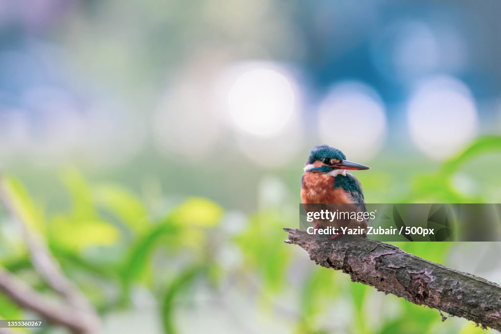 Kingfisher,Kandy,Sri Lanka