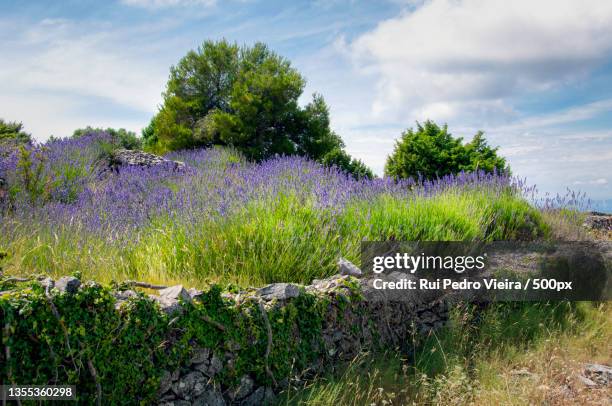 scenic view of flowering plants on field against sky - arbusto stock-fotos und bilder