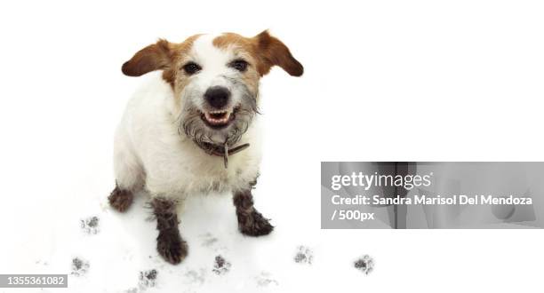 portrait of terrier standing on white background - huellas de perro fotografías e imágenes de stock