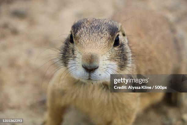 close-up portrait of mouse on field - brown field mouse stock pictures, royalty-free photos & images