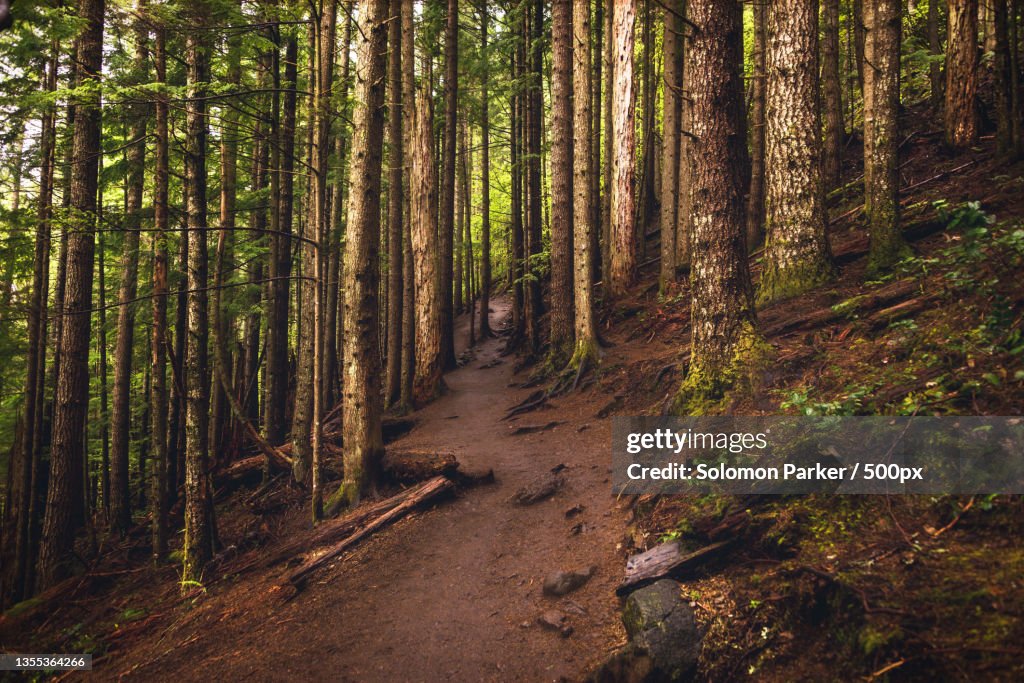 Trees growing in forest,King County,Washington,United States,USA