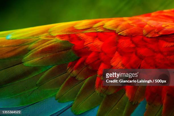 close-up of scarlet macaw,port of spain,trinidad and tobago - port of spain 個照片及圖片檔