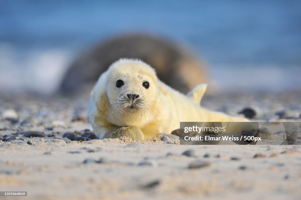 Close-up portrait of seal on beach,Heligoland,Germany