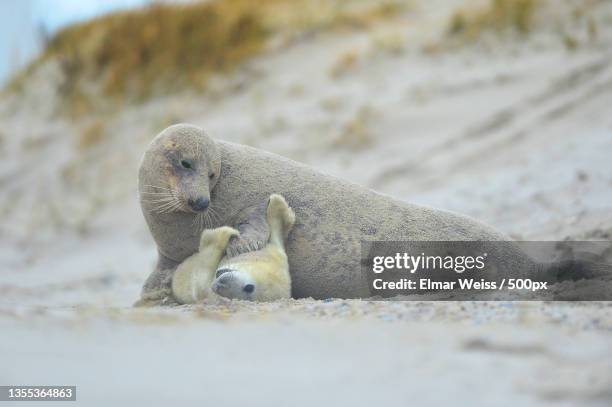 close-up of seal on sand at beach - gray seal stock pictures, royalty-free photos & images