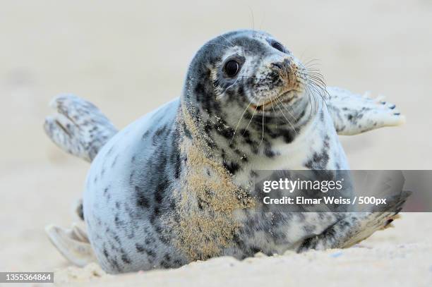 close-up of seal on beach,heligoland,germany - helgoland stockfoto's en -beelden