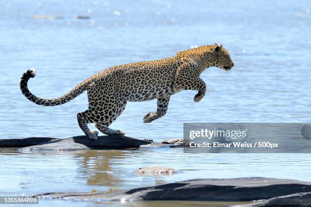 side view of cheetah jumping in lake - léopard photos et images de collection