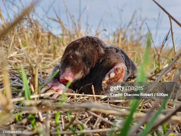 close-up of bird on grass - mole animal stock pictures, royalty-free photos & images