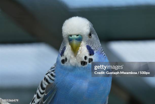 close-up of budgerigar - budgerigar stock-fotos und bilder