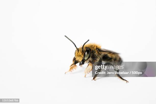 close-up of bee on white background - 吻 ストックフォトと画像