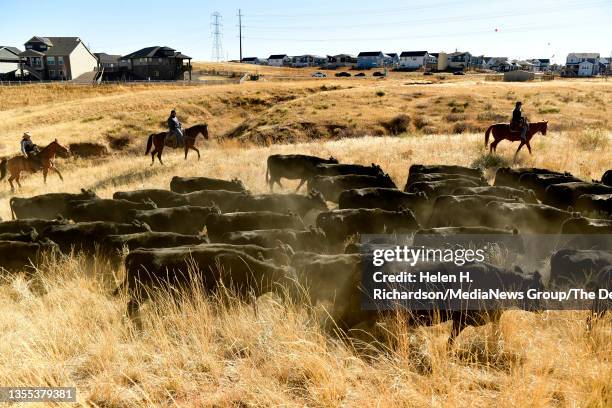 Wranglers help push cattle through open space in between housing developments during a cattle drive through Sterling Ranch on November 21, 2021 in...