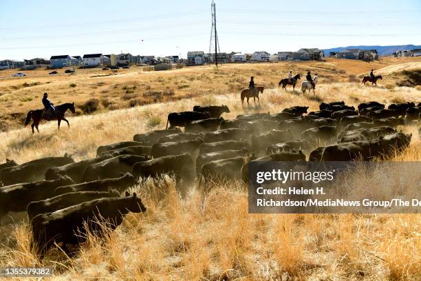 Wranglers help push cattle through open space in between housing developments during a cattle drive through Sterling Ranch on November 21, 2021 in...