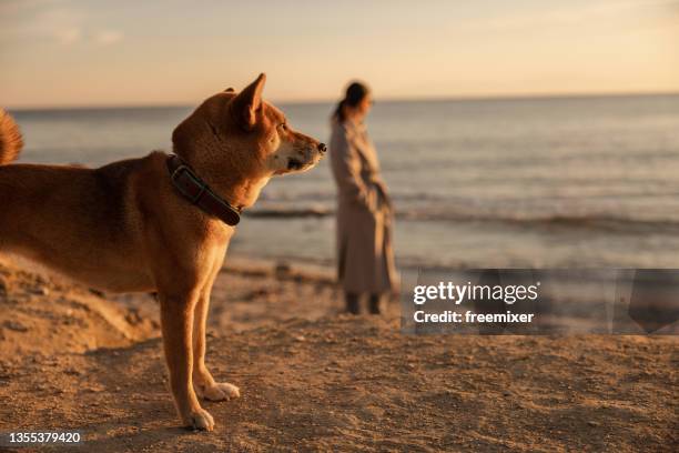 perro parado en la playa y mirando hacia otro lado mientras la mujer está de pie en el fondo - akita inu fotografías e imágenes de stock