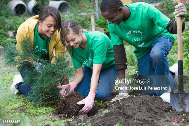 volunteers planting a tree together - altruism stock-fotos und bilder