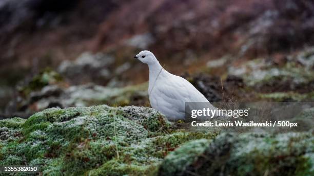 close-up of rock ptarmigan perching on rock - ptarmigan stock pictures, royalty-free photos & images