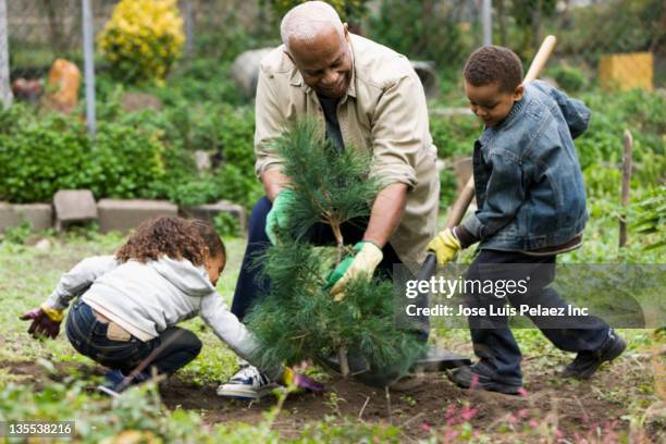 grandfather and grandchildren planting a tree together - old tree stock pictures, royalty-free photos & images