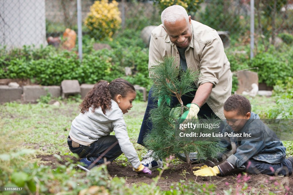 Grandfather and grandchildren planting a tree together