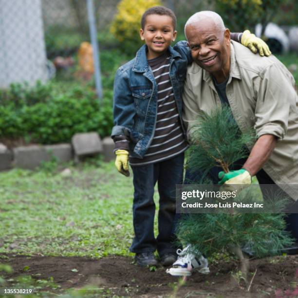 grandfather and grandson planting a tree together - first grandchild stock pictures, royalty-free photos & images