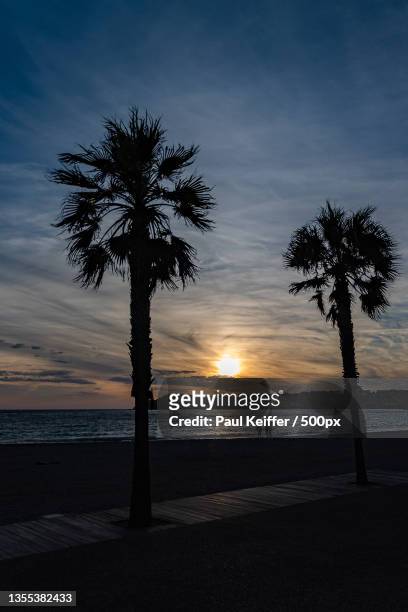 silhouette of palm trees on beach against sky during sunset,france - keiffer 個照片及圖片檔