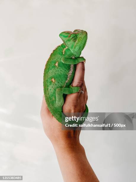 cropped hand holding veiled chameleon against white background - yemen chameleon stock pictures, royalty-free photos & images