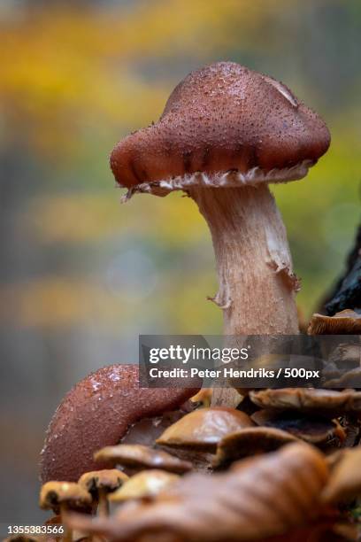 close-up of mushroom growing on field,de kaapse bossen,netherlands - bossen stock pictures, royalty-free photos & images