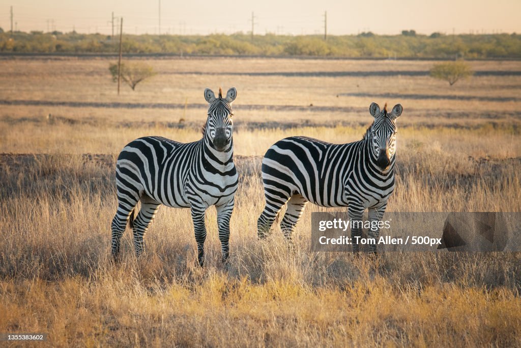 Two zebras,Howard County,Texas,United States,USA