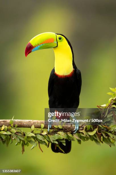 close-up of hornbill perching on branch - toucan 個照片及圖片檔