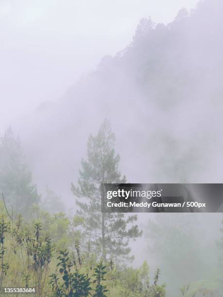 Guntu Tree 29 Mount Guntur Stock Photos, High-Res Pictures, and Images - Getty Images