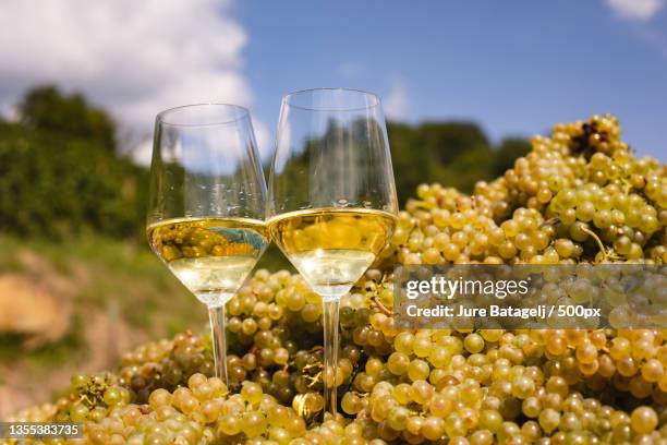 close-up of wine glasses on table,dobrovo v brdih,slovenia - chardonnaydruif stockfoto's en -beelden