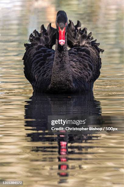 close-up of black swan swimming in lake - black swans stock pictures, royalty-free photos & images