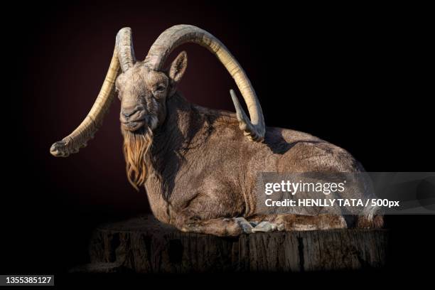 close-up of animal skull against black background - black goat stock pictures, royalty-free photos & images