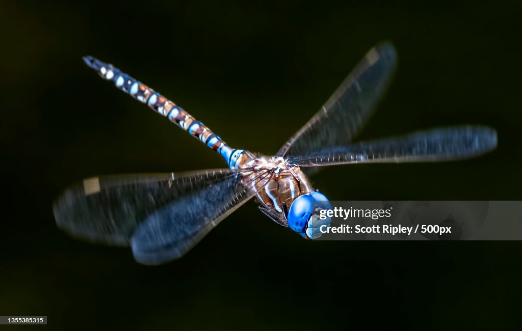 Close-up of dragonfly on twig,Washington County,Oregon,United States,USA