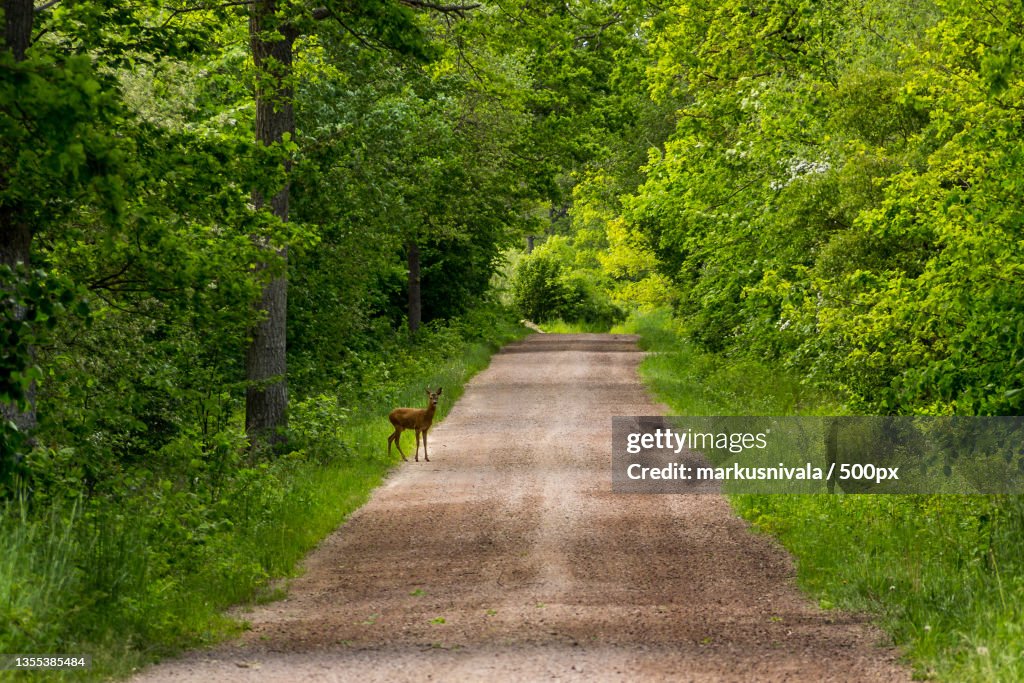 Empty road amidst trees in forest