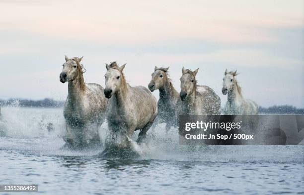 wild white horses running in the water,france - horse running water stock pictures, royalty-free photos & images