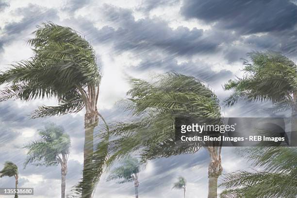 rain and storm winds blowing trees - sintflutartiger regen stock-fotos und bilder