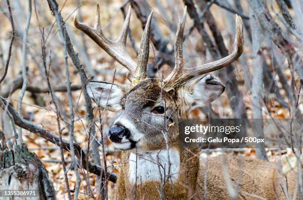 close-up of white standing on field,calgary,alberta,canada - rutting stock-fotos und bilder