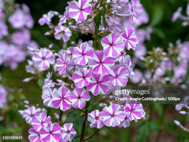close-up of purple flowering plants,yorkshire,united kingdom,uk - meadow phlox stock pictures, royalty-free photos & images