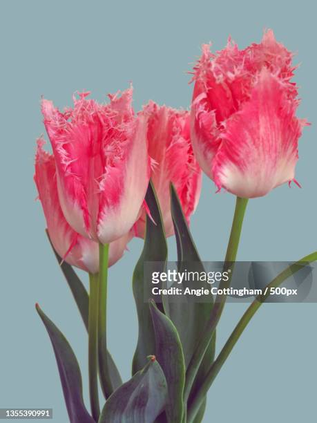 close-up of pink flowers against sky,york,united kingdom,uk - tulipa fringed beauty stock pictures, royalty-free photos & images
