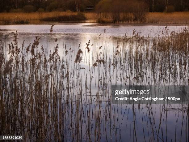 the scenery of wetland,potteric carr nature reserve,united kingdom,uk - rietkraag stockfoto's en -beelden