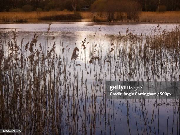 the scenery of wetland,potteric carr nature reserve,united kingdom,uk - reed bed stock pictures, royalty-free photos & images