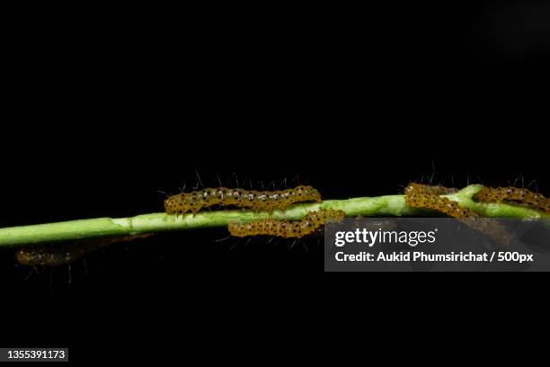 close-up of caterpillar on branch against black background - aukid stock-fotos und bilder